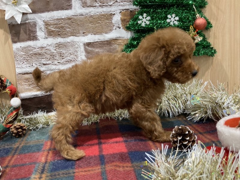 福島県のトイプードル(トイ) (ワンラブカインズ会津若松店(FC)/2025年10月24日生まれ/女の子/レッド)の子犬の2枚目の画像