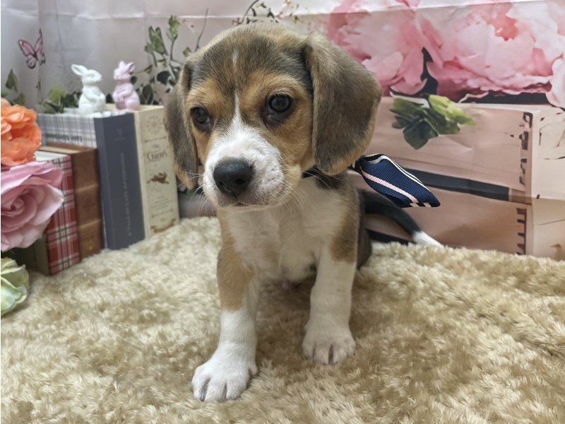 大阪府のビーグル (ワンラブカインズ太子店(FC)/2025年10月25日生まれ/男の子/ブラックホワイトタン)の子犬の2枚目の画像