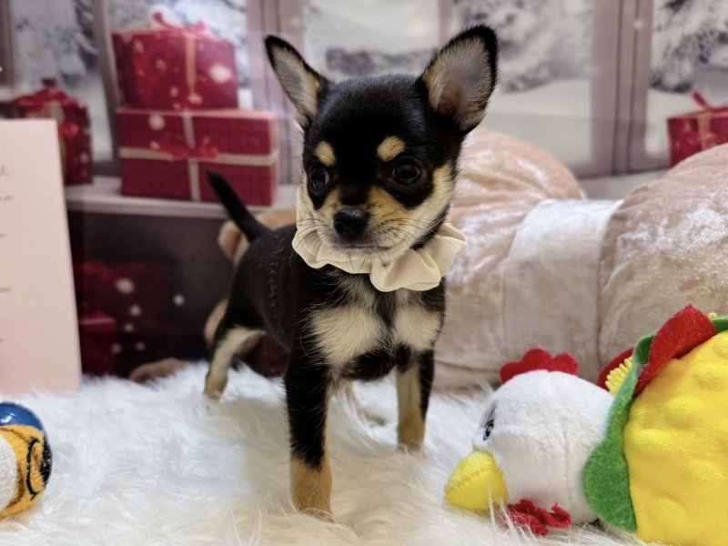 沖縄県のチワワ(ロング) (ワンラブMEGAドン・キホーテ宜野湾店(FC)/2025年10月18日生まれ/男の子/ブラックタンホワイト)の子犬の2枚目の画像