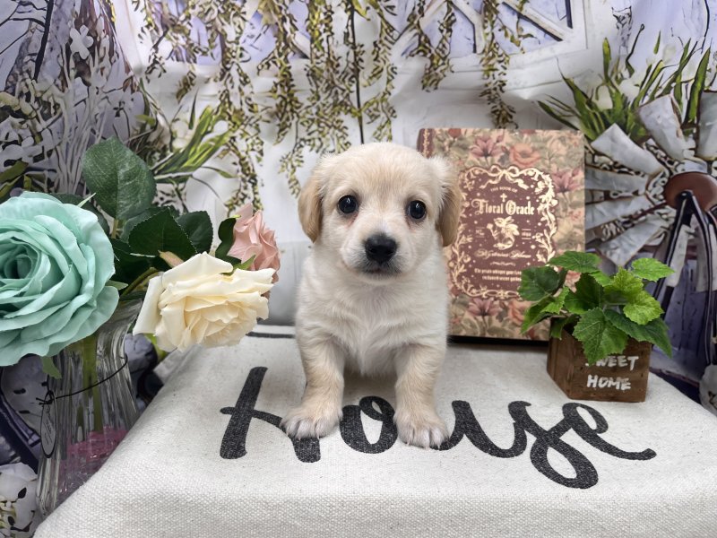 群馬県のチワックス(チワワ×ダックス) (ワンラブカインズ前橋小島田店(FC)/2025年10月25日生まれ/男の子/その他色)の子犬の2枚目の画像