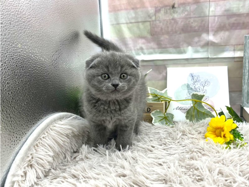 静岡県のスコティッシュフォールド (ワンラブカインズ掛川店(FC)/2025年10月23日生まれ/男の子/ブルー)の子猫の2枚目の画像