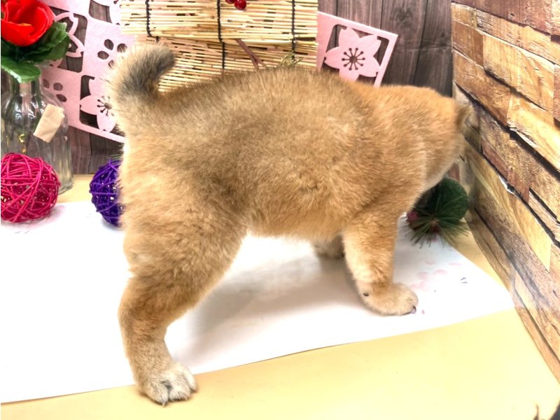 京都府の豆柴 (ワンラブカインズ木津川店(FC)/2025年10月20日生まれ/男の子/赤)の子犬の2枚目の画像