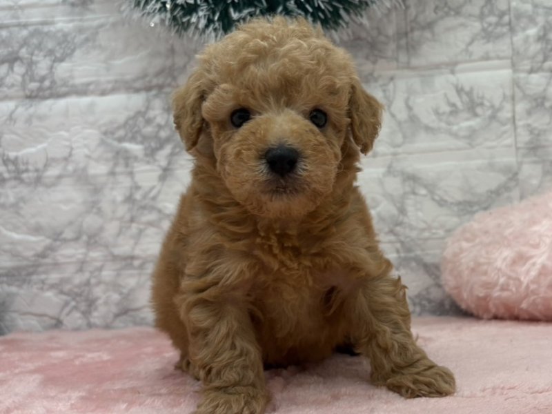 宮崎県のトイプードル(トイ) (ワンラブホームワイドプラス都城店(FC)/2025年10月26日生まれ/男の子/レッド)の子犬の2枚目の画像