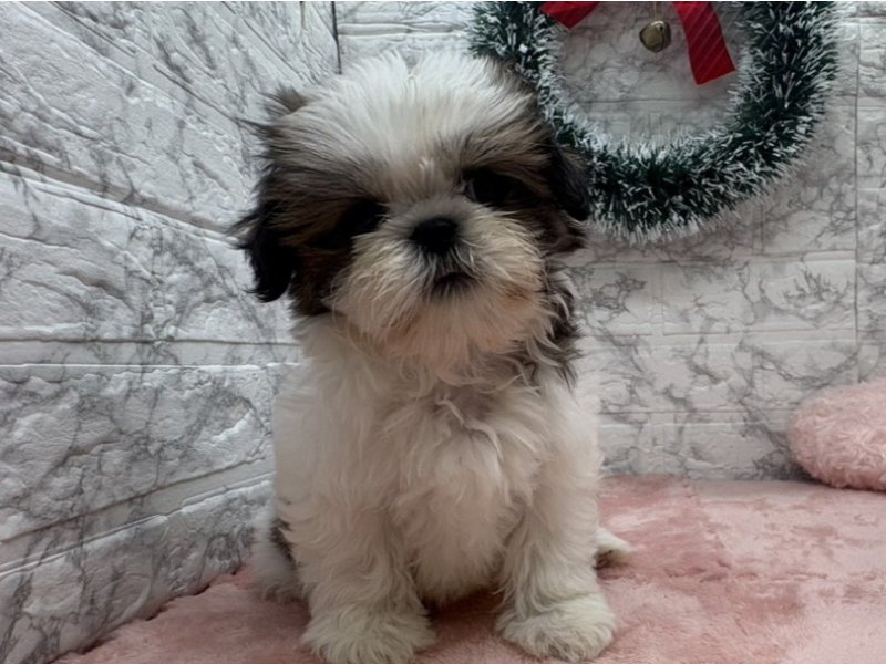 宮崎県のシーズー (ワンラブホームワイドプラス都城店(FC)/2025年10月25日生まれ/男の子/ホワイトゴールド)の子犬の2枚目の画像