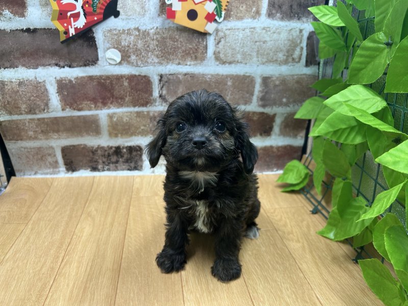 福島県のチワプー/プーチー(チワワ×プードル) (ワンラブカインズ白河モール店(FC)/2025年10月15日生まれ/男の子/ブリンドル)の子犬の2枚目の画像