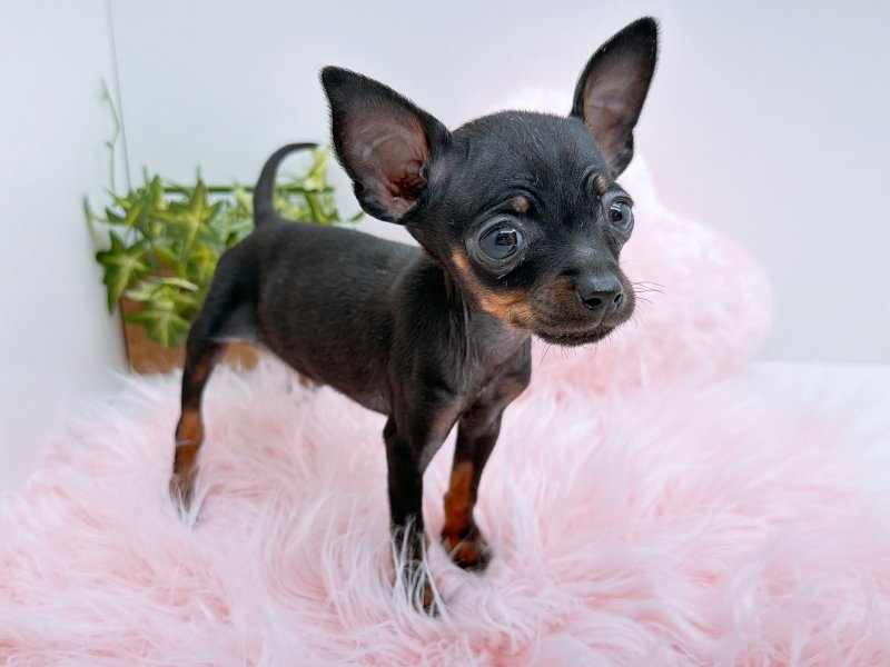 愛知県のミニチュアピンシャー (ワンラブカインズ小牧店(FC)/2025年10月26日生まれ/男の子/ブラックタン)の子犬の2枚目の画像