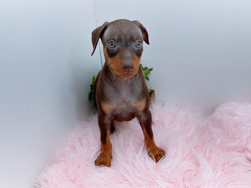 愛知県のミニチュアピンシャー (ワンラブカインズ小牧店(FC)/2025年11月2日生まれ/男の子/チョコレートタン)の子犬の2枚目の画像