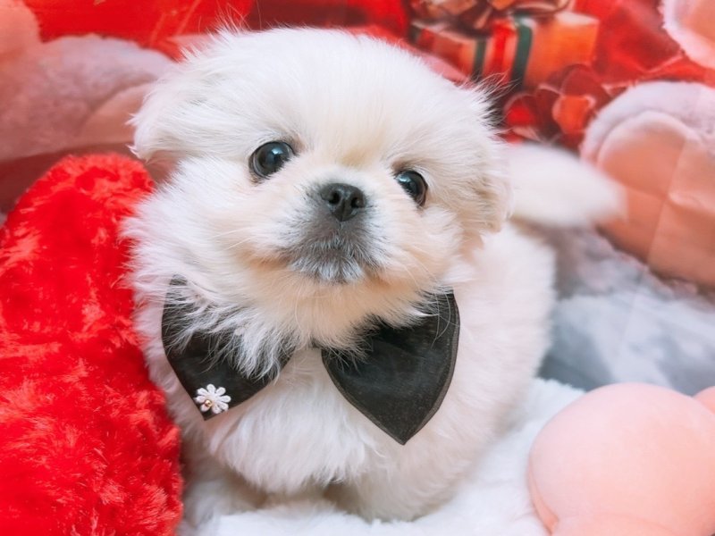 沖縄県のペキニーズ (ワンラブカインズ糸満店(FC)/2025年10月25日生まれ/男の子/ホワイト)の子犬の2枚目の画像