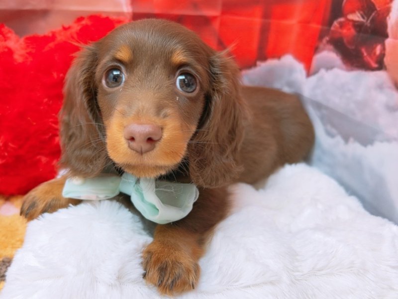 沖縄県のミニチュアダックスフンド(ロング) (ワンラブMEGAドン・キホーテ宜野湾店(FC)/2025年10月30日生まれ/男の子/チョコレートタン)の子犬の2枚目の画像