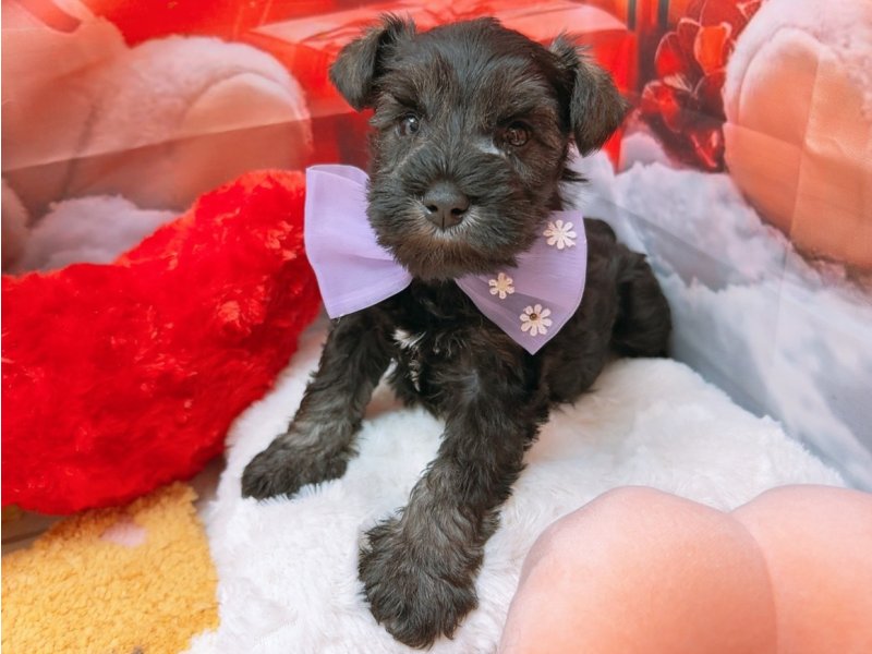 愛知県のミニチュアシュナウザー (ワンラブカインズ豊田四郷店(FC)/2025年11月1日生まれ/男の子/ソルトペッパー)の子犬の2枚目の画像