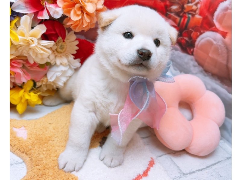 愛知県の柴犬(標準サイズ) (ワンラブカインズ豊田四郷店(FC)/2025年11月1日生まれ/男の子/白)の子犬の2枚目の画像
