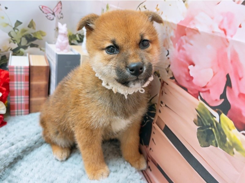 岐阜県の柴犬(標準サイズ) (ワンラブホームセンターバロー北方店(FC)/2025年11月1日生まれ/女の子/赤)の子犬の2枚目の画像