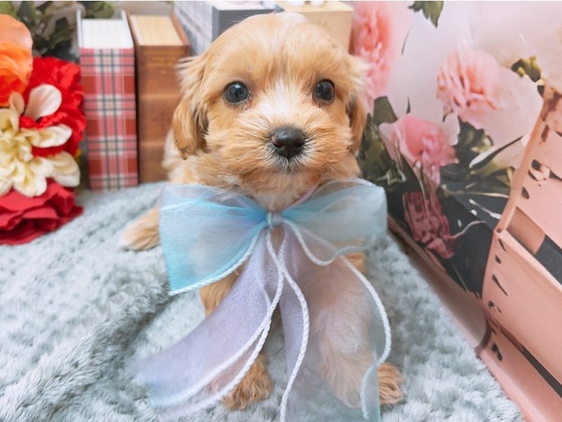 岐阜県のマルプー(マルチーズ×プードル) (ワンラブホームセンターバロー北方店(FC)/2025年10月28日生まれ/女の子/アプリコット)の子犬の2枚目の画像