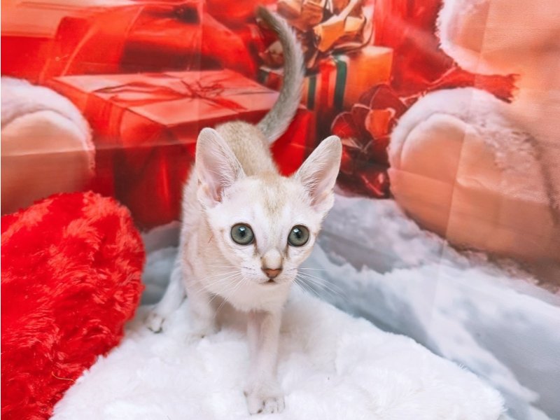 新潟県のシンガプーラ (ワンラブフレスポ赤道店(FC)/2025年11月2日生まれ/女の子/セピアアグーティ)の子猫の2枚目の画像