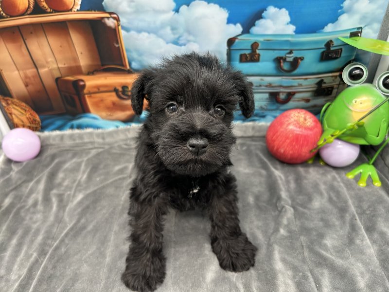 福岡県のミニチュアシュナウザー (ワンラブﾎｰﾑﾜｲﾄﾞ ﾍﾟｯﾄ＆ｸﾞﾘｰﾝ和白店(FC)/2025年11月3日生まれ/男の子/ブラック)の子犬の2枚目の画像