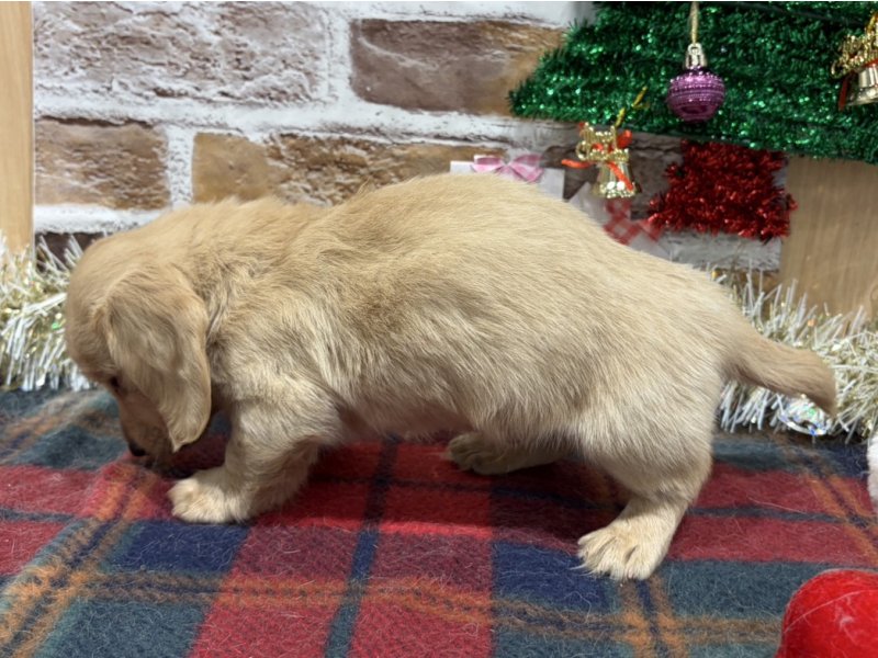 福島県のミニチュアダックスフンド(ロング) (ワンラブカインズ会津若松店(FC)/2025年11月1日生まれ/男の子/イエロー)の子犬の2枚目の画像