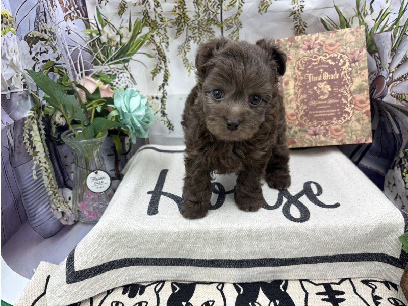 群馬県のチワプー/プーチー(チワワ×プードル) (ワンラブカインズ前橋小島田店(FC)/2025年10月31日生まれ/男の子/ブラウン)の子犬の2枚目の画像