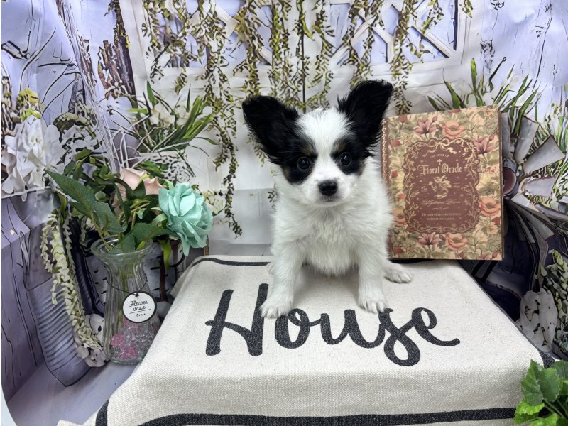 群馬県のパピヨン (ワンラブカインズ前橋小島田店(FC)/2025年11月1日生まれ/男の子/トライカラー)の子犬の2枚目の画像