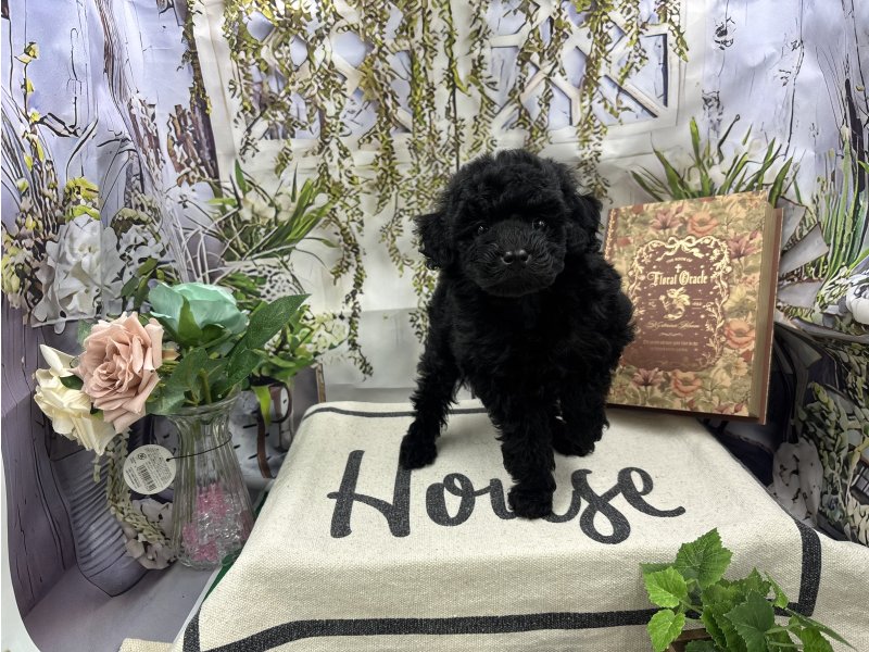 群馬県のトイプードル(トイ) (ワンラブカインズ前橋小島田店(FC)/2025年11月1日生まれ/女の子/ブラック)の子犬の2枚目の画像