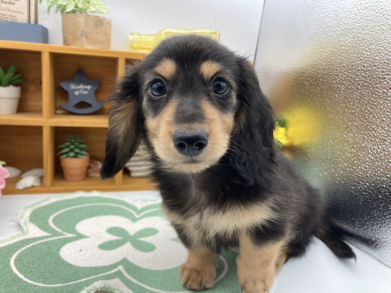 静岡県のミニチュアダックスフンド(ロング) (ワンラブカインズ清水店(FC)/2025年10月17日生まれ/男の子/ブラックタン)の子犬の2枚目の画像