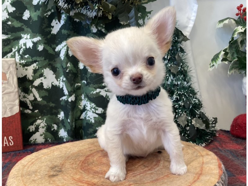 福岡県のチワワ(ロング) (ワンラブペットワイド若松店(FC)/2025年11月1日生まれ/男の子/クリームホワイト)の子犬の2枚目の画像