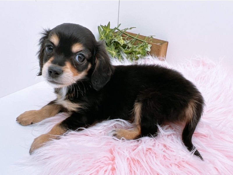 愛知県のチワックス(チワワ×ダックス) (ワンラブカインズ小牧店(FC)/2025年11月8日生まれ/男の子/ブラックタン)の子犬の2枚目の画像