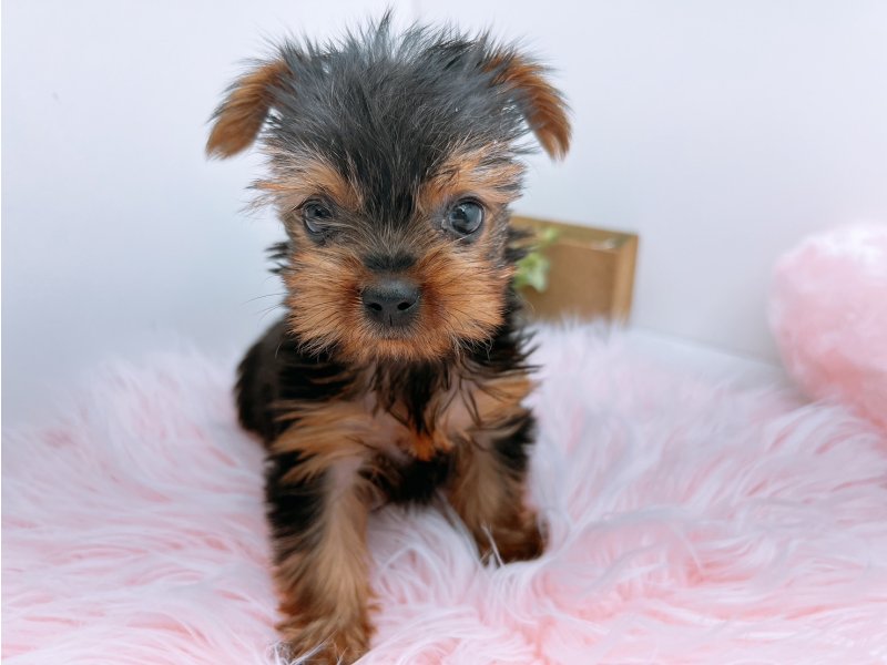 愛知県のヨークシャーテリア (ワンラブカインズ小牧店(FC)/2025年11月9日生まれ/女の子/スチールブルータン)の子犬の2枚目の画像