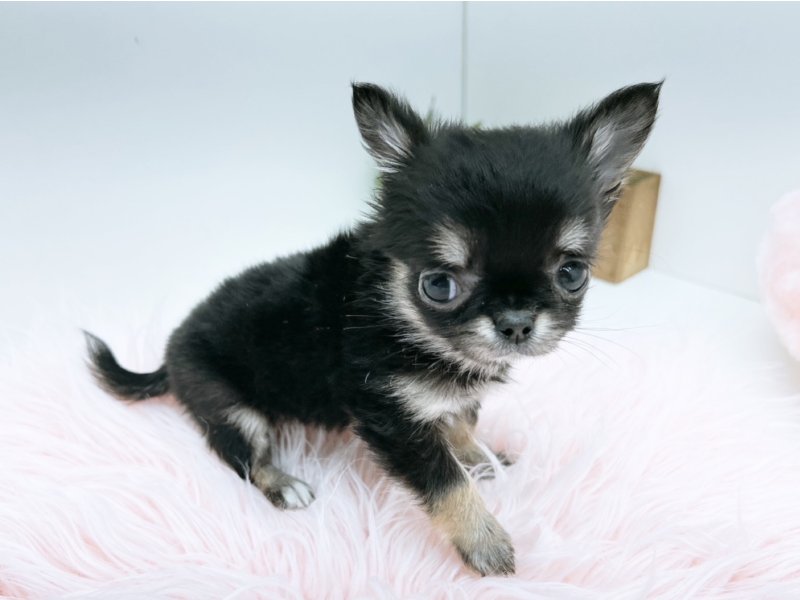 愛知県のチワワ(ロング) (ワンラブカインズ小牧店(FC)/2025年11月4日生まれ/女の子/ブラックタンホワイト)の子犬の2枚目の画像