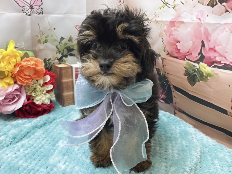 岐阜県のチワプー/プーチー(チワワ×プードル) (ワンラブホームセンターバロー北方店(FC)/2025年10月24日生まれ/男の子/ブラックタン)の子犬の2枚目の画像