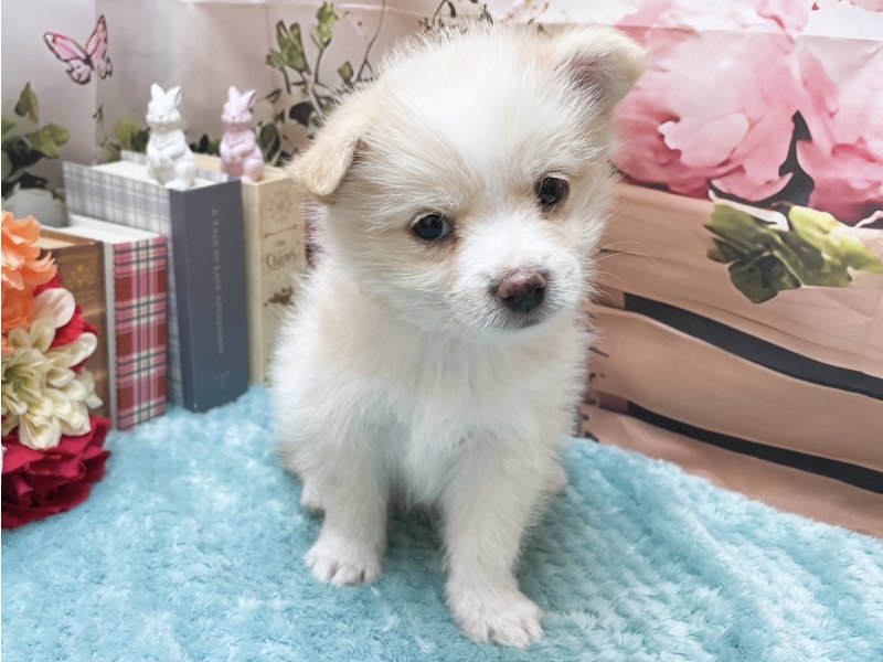 岐阜県のポメマル/マルポメ(ポメラニアン×マルチーズ) (ワンラブホームセンターバロー北方店(FC)/2025年11月8日生まれ/男の子/ホワイトクリーム)の子犬の2枚目の画像