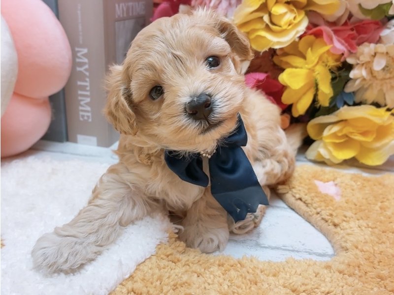 愛知県のマルプー(マルチーズ×プードル) (ワンラブカインズ豊田四郷店(FC)/2025年11月7日生まれ/男の子/アプリコット)の子犬の2枚目の画像