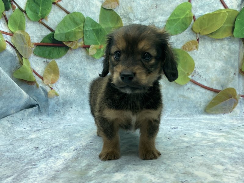 埼玉県のミニチュアダックスフンド(ロング) (ワンラブカインズ北本店(FC)/2025年11月7日生まれ/男の子/シェーデットレッド)の子犬の2枚目の画像