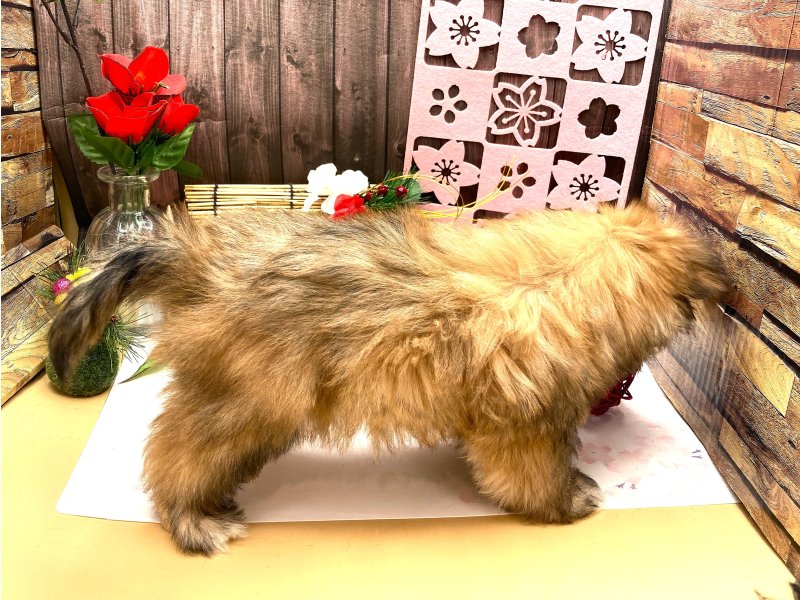 京都府のマルキー/マルヨーキー(マルチーズ×ヨークシャーテリア) (ワンラブカインズ木津川店(FC)/2025年10月12日生まれ/男の子/フォーンホワイト)の子犬の2枚目の画像