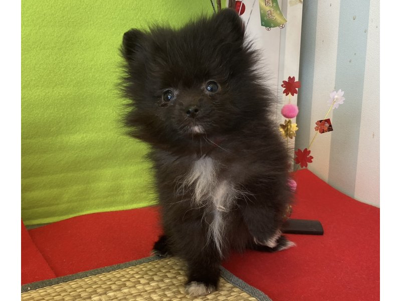 福岡県のポメラニアン (ワンラブペットワイド若松店(FC)/2025年11月10日生まれ/女の子/ブラック)の子犬の2枚目の画像