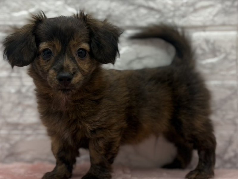 宮崎県のチワックス(チワワ×ダックス) (ワンラブホームワイドプラス都城店(FC)/2026年10月7日生まれ/男の子/ブリンドル)の子犬の2枚目の画像