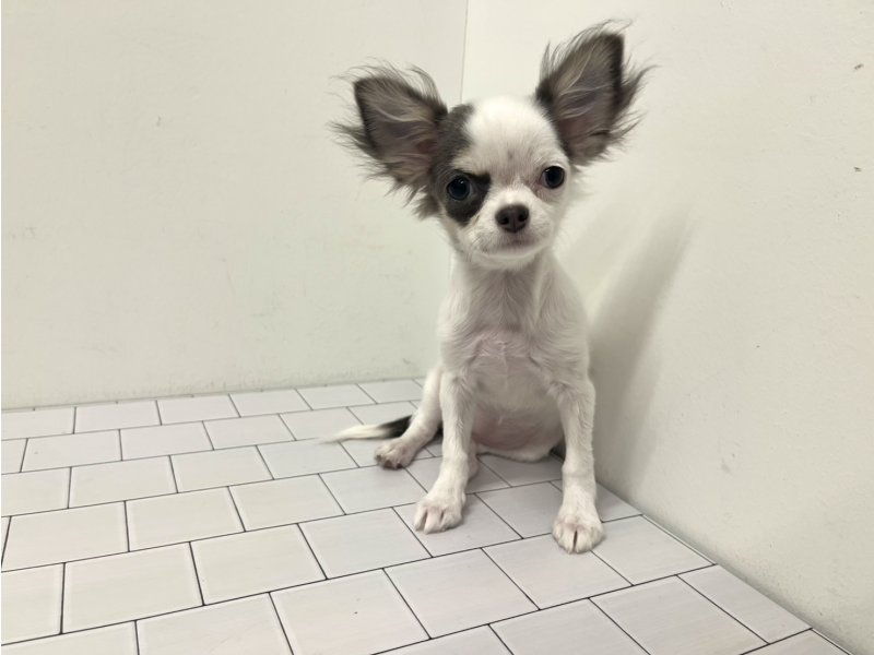 埼玉県のチワワ(ロング) (ワンラブカインズ羽生店(FC)/2025年10月1日生まれ/女の子/ホワイトブルータン)の子犬の2枚目の画像