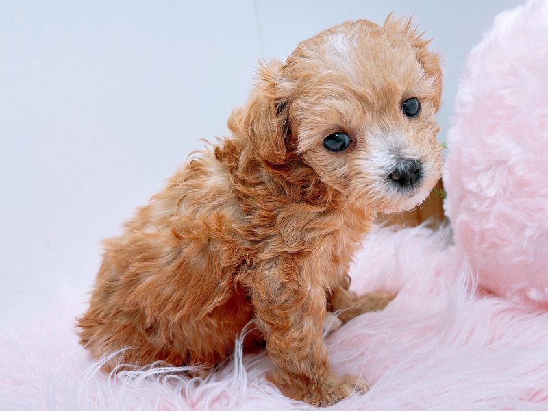 愛知県のマルプー(マルチーズ×プードル) (ワンラブカインズ小牧店(FC)/2025年11月15日生まれ/女の子/アプリコット)の子犬の2枚目の画像