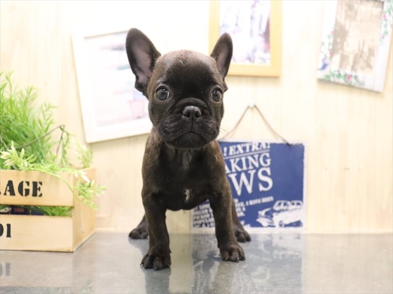 愛知県のフレンチブルドッグ (ワンラブNEW・CROSSTOWN店/2025年11月14日生まれ/女の子/ブリンドル)の子犬の2枚目の画像