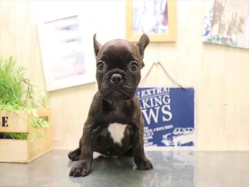 岐阜県のフレンチブルドッグ (ワンラブイオンモール土岐店/2025年11月14日生まれ/女の子/ブリンドル)の子犬の2枚目の画像