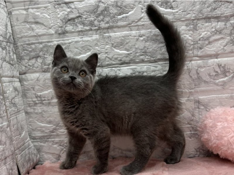 宮崎県のブリティッシュショートヘアー (ワンラブホームワイドプラス都城店(FC)/2025年11月11日生まれ/女の子/ブルー)の子猫の2枚目の画像
