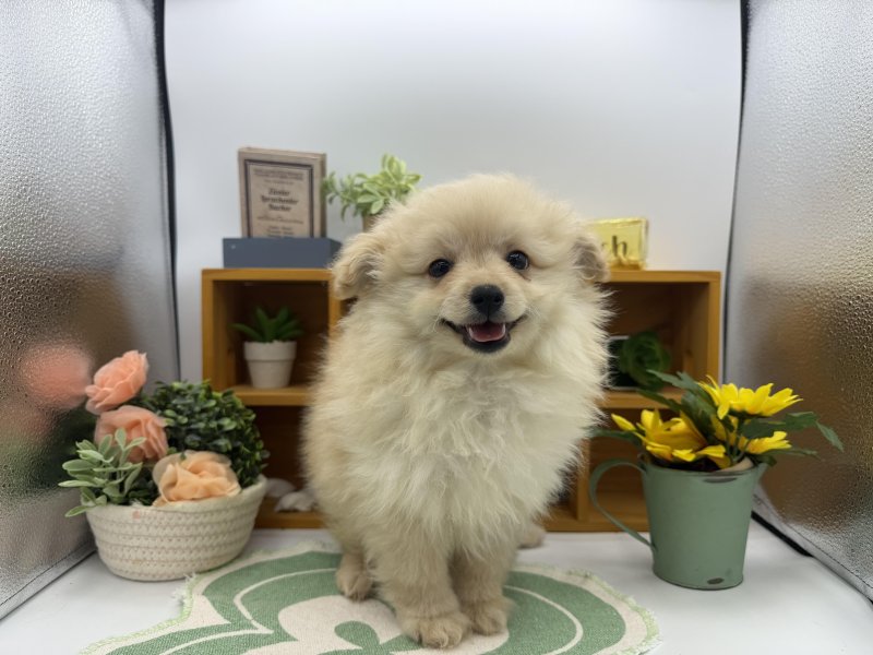 静岡県のポメプー(ポメラニアン×プードル) (ワンラブカインズ清水店(FC)/2025年11月7日生まれ/男の子/クリーム)の子犬の2枚目の画像