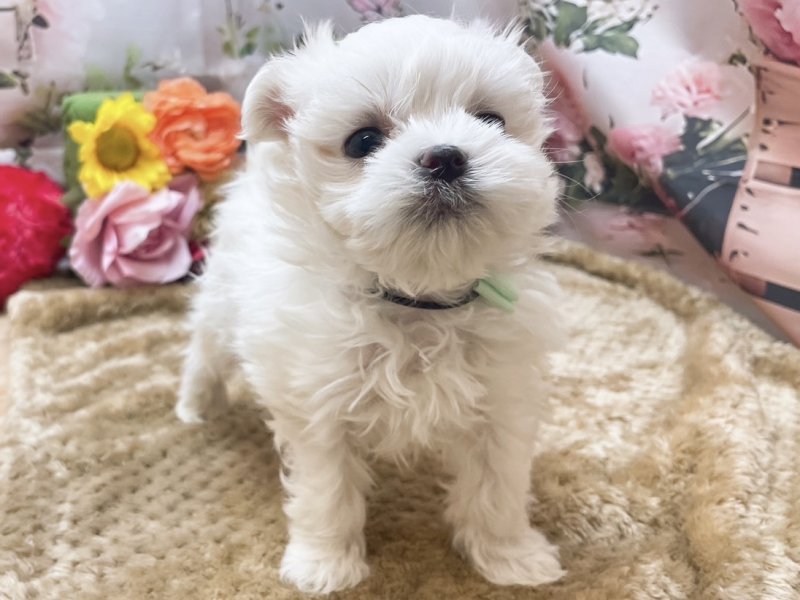 岐阜県のマルチーズ (ワンラブペッツビレッジ アピタ北方店(FC)/2025年11月22日生まれ/男の子/ホワイト)の子犬の2枚目の画像
