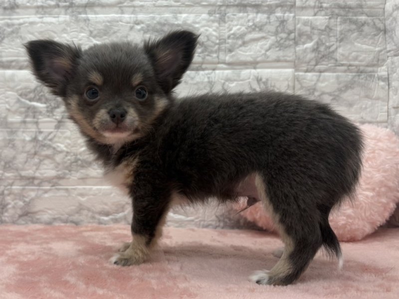 宮崎県のチワワ(ロング) (ワンラブホームワイドプラス都城店(FC)/2025年11月22日生まれ/男の子/ブルータンホワイト)の子犬の2枚目の画像