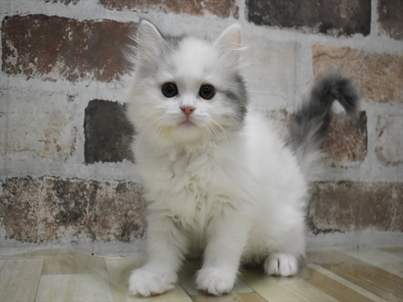 富山県のミヌエット (ワンラブ富山ファボーレ店/2025年12月2日生まれ/女の子/シルバーパッチドタビーホワイト)の子猫の2枚目の画像