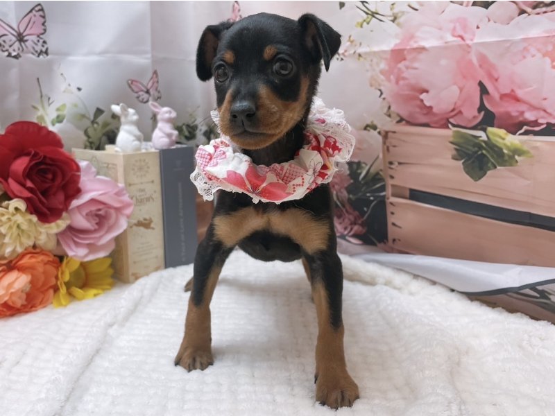 岐阜県のミニチュアピンシャー (ワンラブホームセンターバロー北方店(FC)/2025年11月16日生まれ/女の子/ブラックタン)の子犬の2枚目の画像