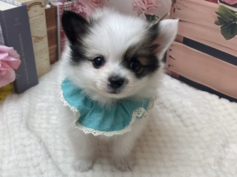 岐阜県のポメヨン/パピポメ/ポメパピ(ポメラニアン×パピヨン) (ワンラブホームセンターバロー北方店(FC)/2025年11月22日生まれ/男の子/セーブルホワイト)の子犬の2枚目の画像