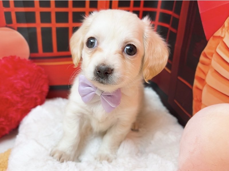 愛知県のチワックス(チワワ×ダックス) (ワンラブカインズ豊田四郷店(FC)/2025年11月15日生まれ/男の子/クリーム)の子犬の2枚目の画像