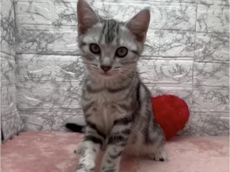 宮崎県のアメリカンショートヘアー (ワンラブホームワイドプラス都城店(FC)/2025年12月4日生まれ/男の子/シルバータビー)の子猫の2枚目の画像