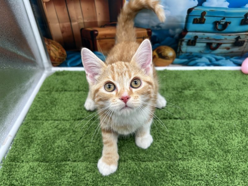 福岡県のアメリカンショートヘアー (ワンラブﾎｰﾑﾜｲﾄﾞ ﾍﾟｯﾄ＆ｸﾞﾘｰﾝ和白店(FC)/2025年12月4日生まれ/男の子/レッドタビー)の子猫の2枚目の画像