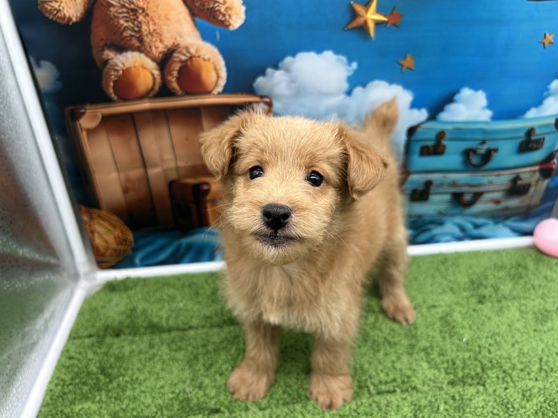 福岡県のダップー(ダックス×プードル) (ワンラブﾎｰﾑﾜｲﾄﾞ ﾍﾟｯﾄ＆ｸﾞﾘｰﾝ和白店(FC)/2025年11月20日生まれ/男の子/レッド)の子犬の2枚目の画像